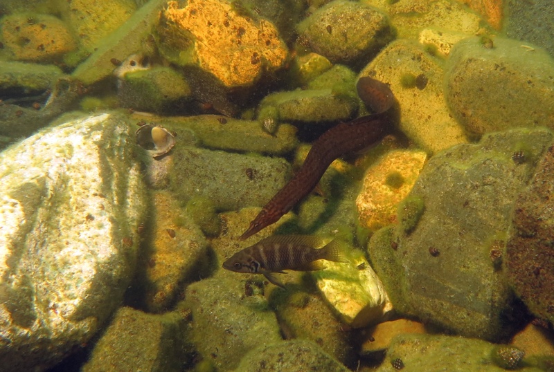 Neolamprologus savoryi 'Mwina Point, Mutondwe Island'